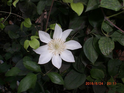 CIMG4915_����.jpg