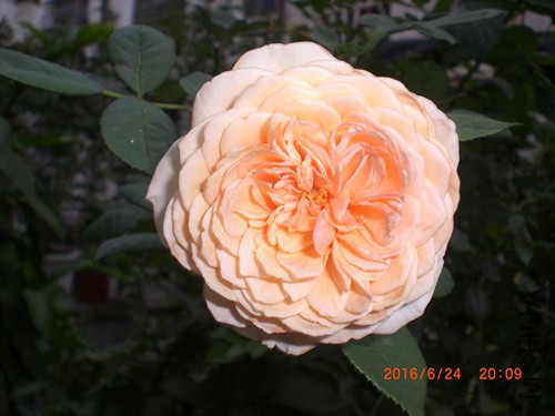 CIMG4912_����.jpg