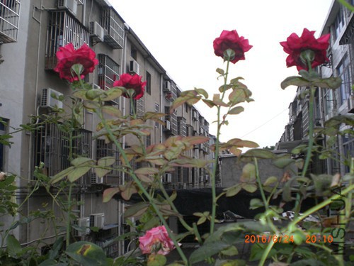 CIMG4913_����.jpg
