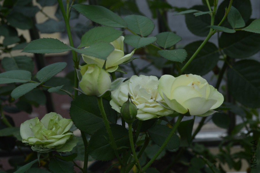 DSC_0030.JPG