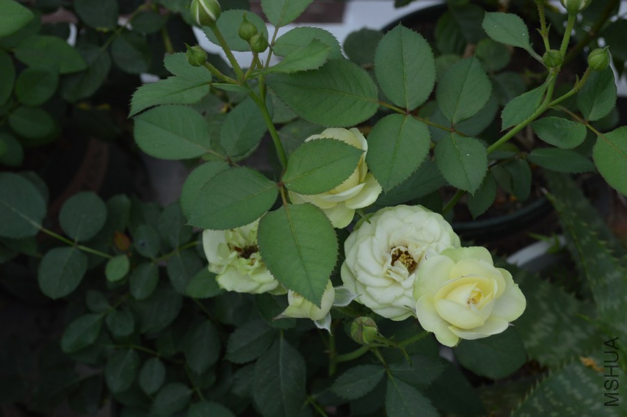DSC_0031.JPG
