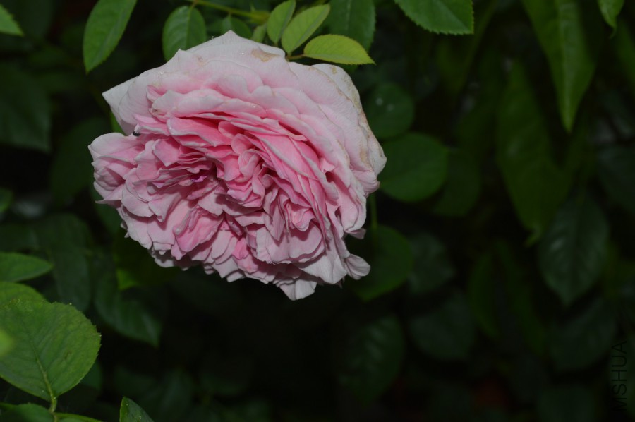 DSC_0040.JPG