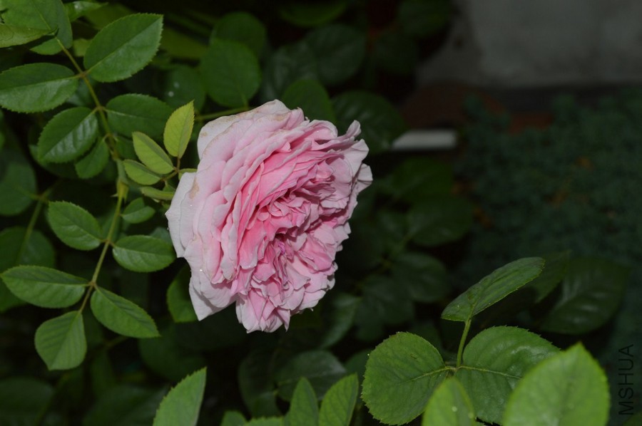 DSC_0039.JPG
