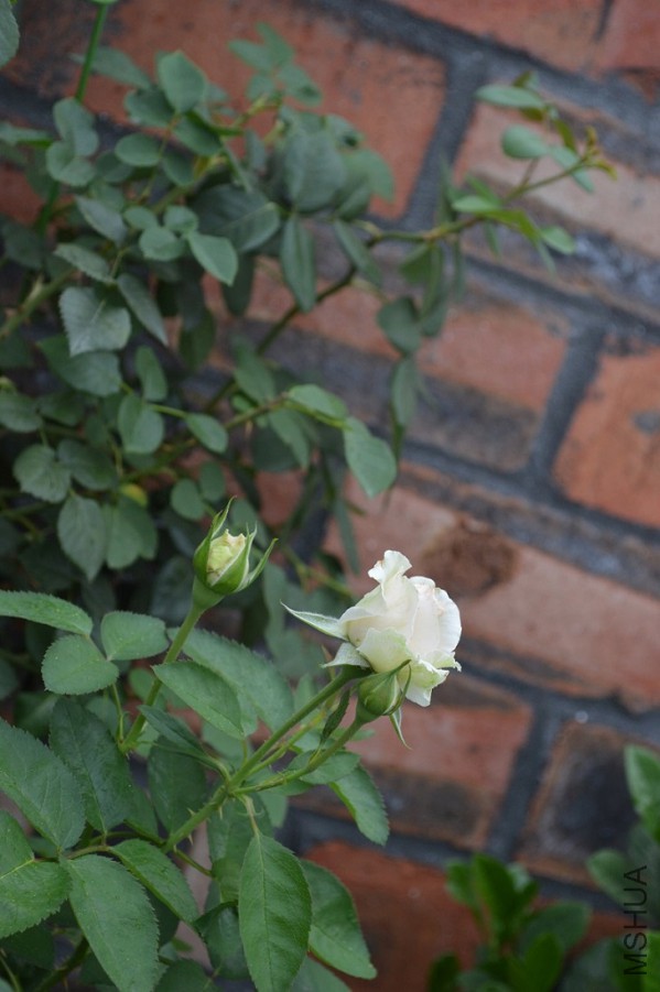 DSC_0038.JPG