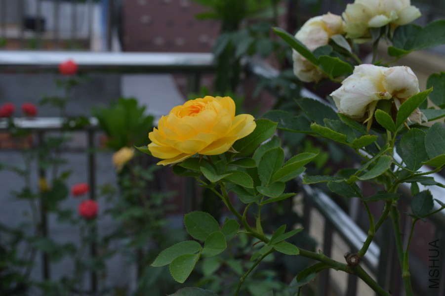 DSC_0036.JPG