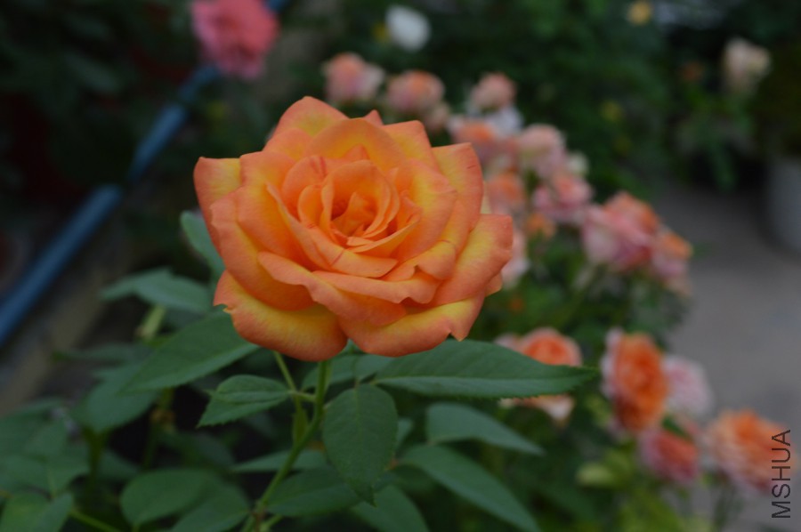DSC_0033.JPG