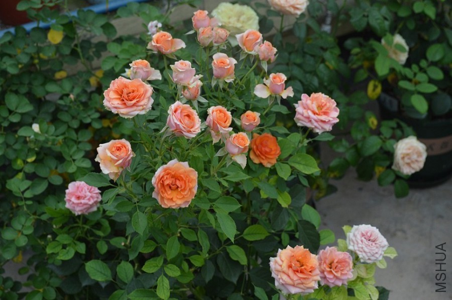 DSC_0028.JPG