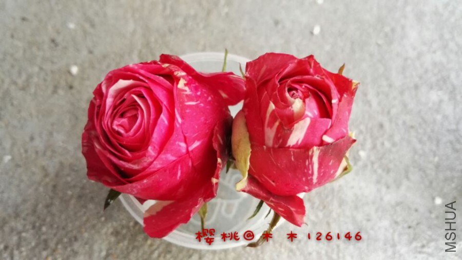 62169ab5550f0854.jpg