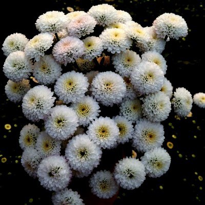 ѩ����ͼ (2).jpg