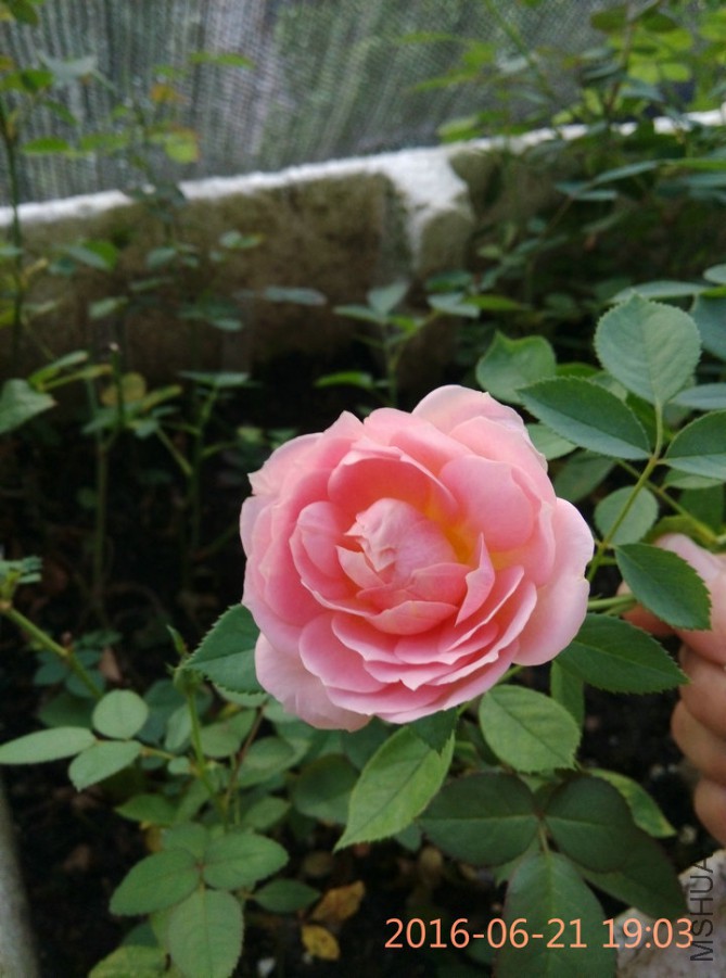 IMG_20160621_190358_1.jpg