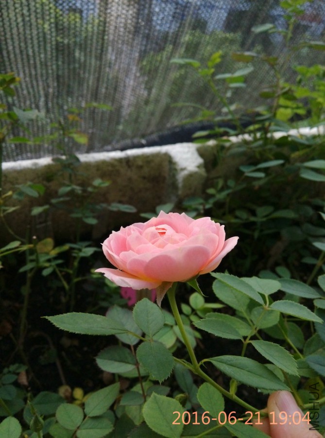 IMG_20160621_190404_1.jpg