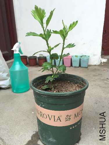 �������20�������