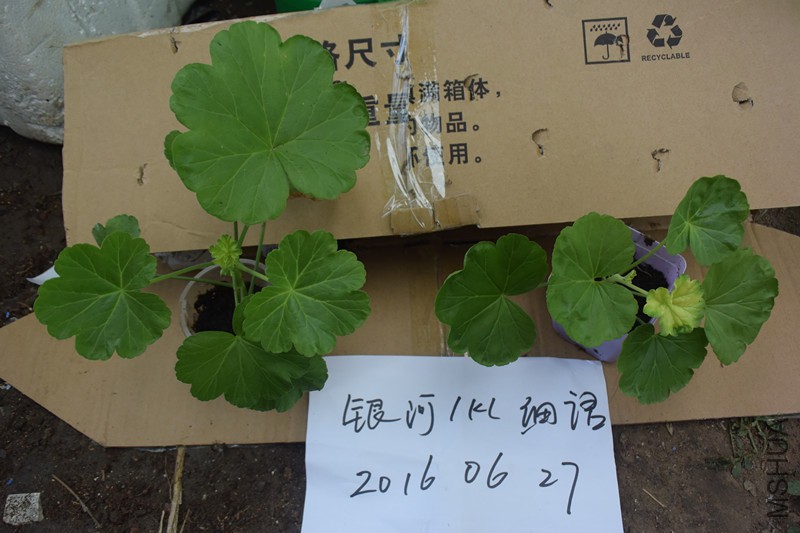 DSC_1302_����.jpg