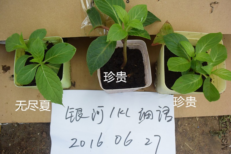 DSC_1305_����.jpg