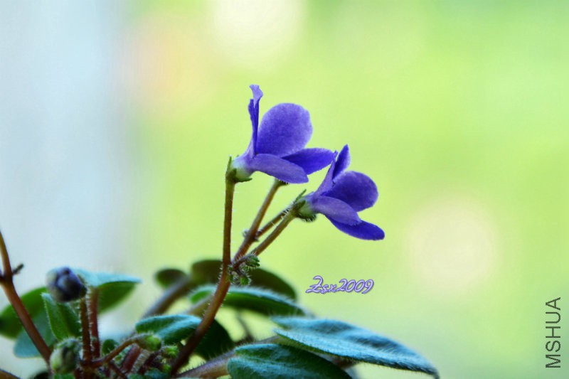 DSC_8398.jpg