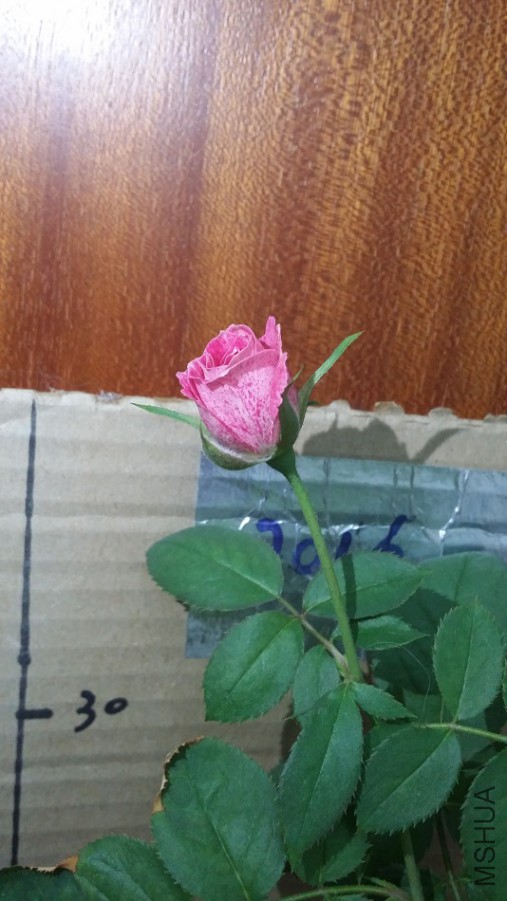 �����ϵ�ѩ�����Ư��