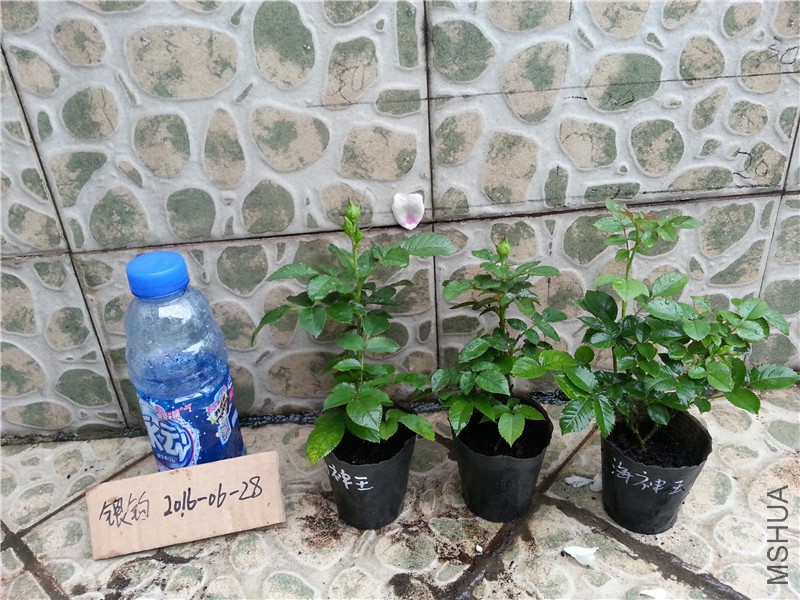 ������.jpg