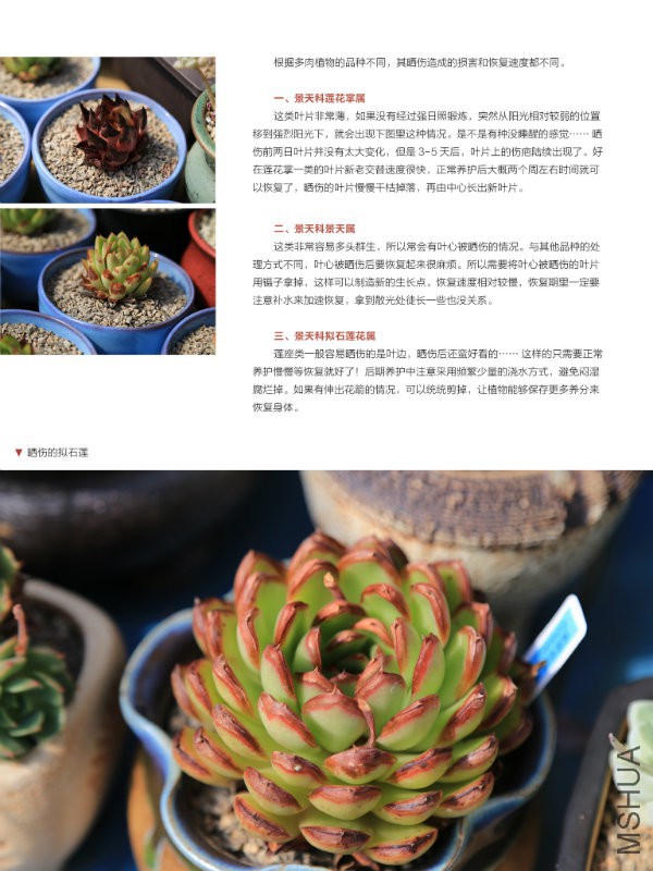 花也�