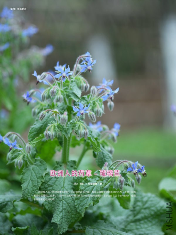 花也�