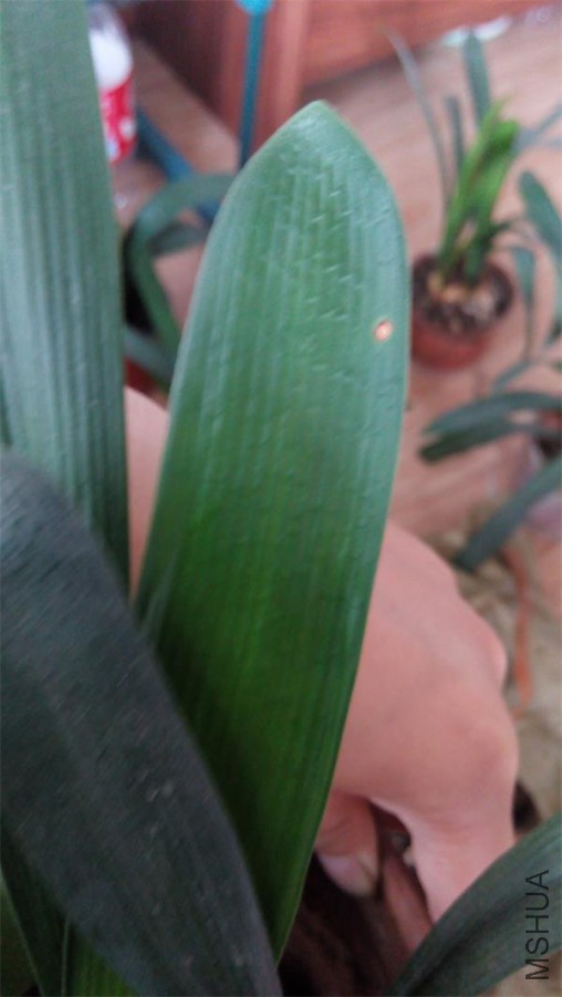 IMG_20160628_071456.jpg
