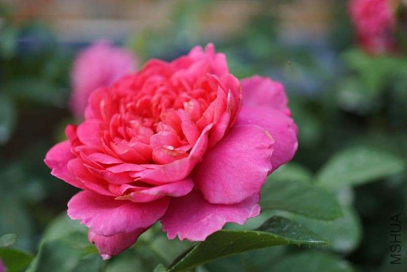 DSC00386.JPG