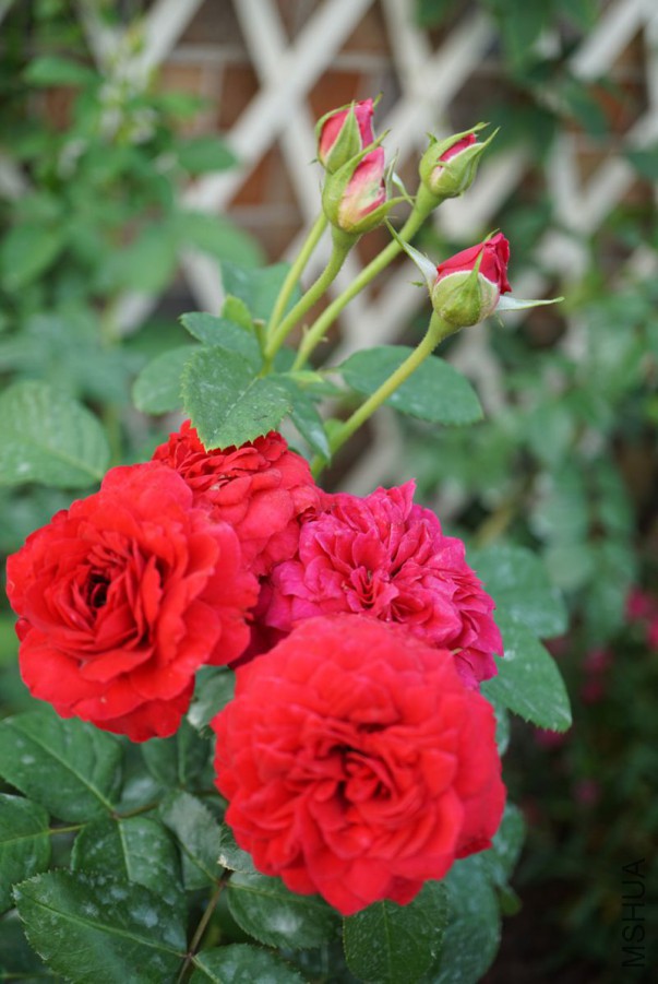 DSC00398.JPG