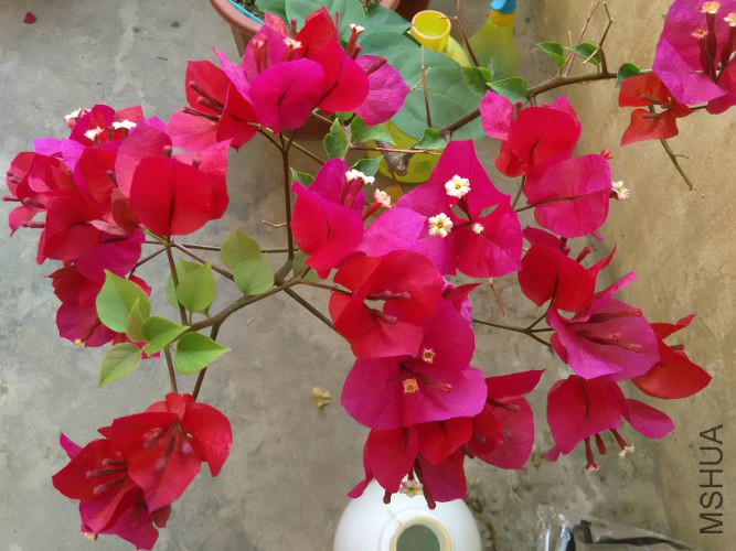 ��Ҷ���_1_2_667x500.jpg