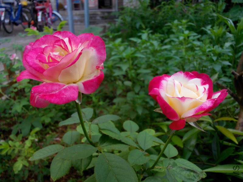 照片IMG_20160620_074146.jpg