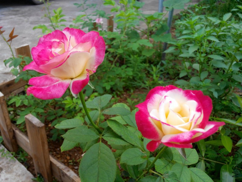 照片IMG_20160620_074244.jpg