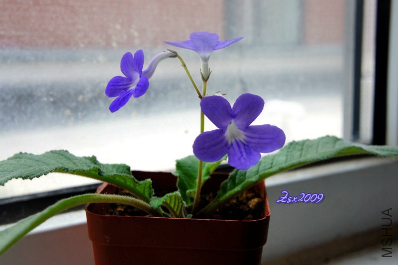 DSC09310.jpg