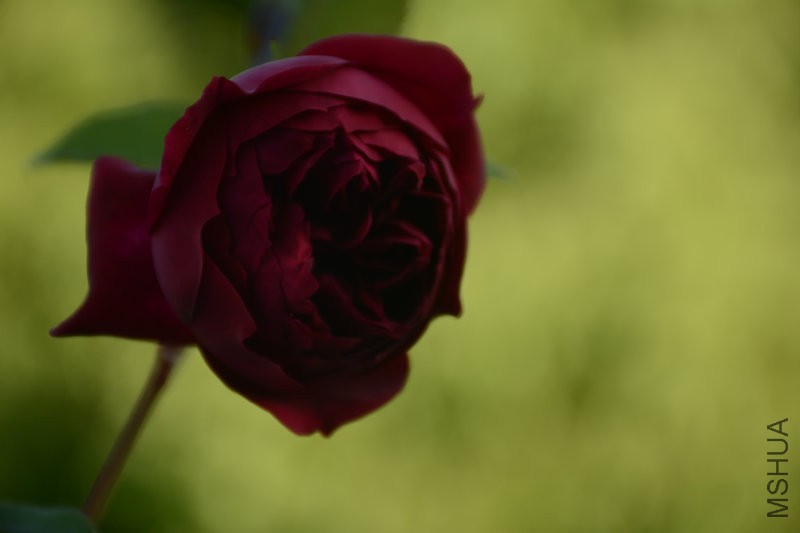 DSC_3453.JPG