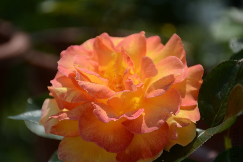 DSC_3410.JPG