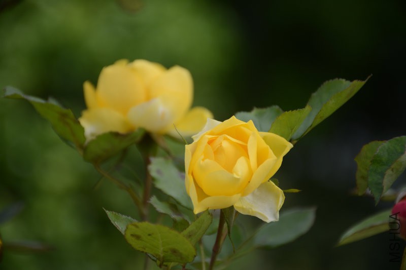 DSC_3445.JPG