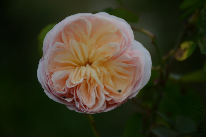 DSC_3466.JPG