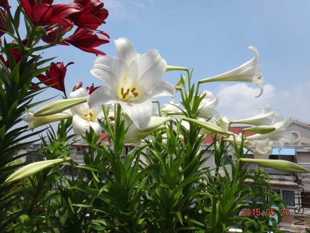 DSC07148.JPG