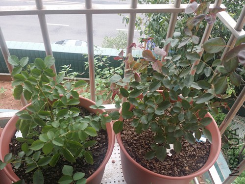 ����ʺ�20���С�硣