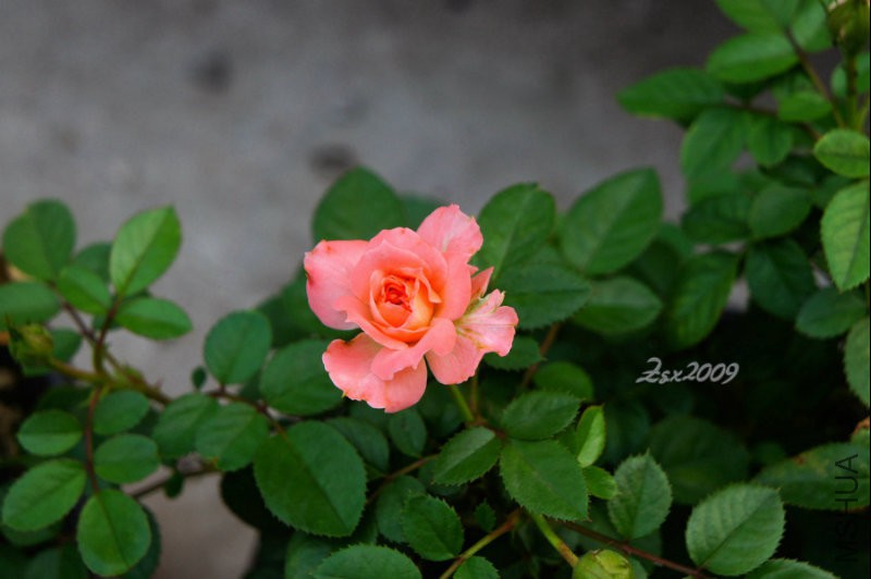 DSC09376.jpg