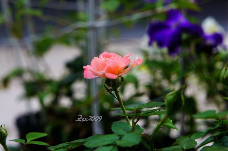 DSC09375.jpg