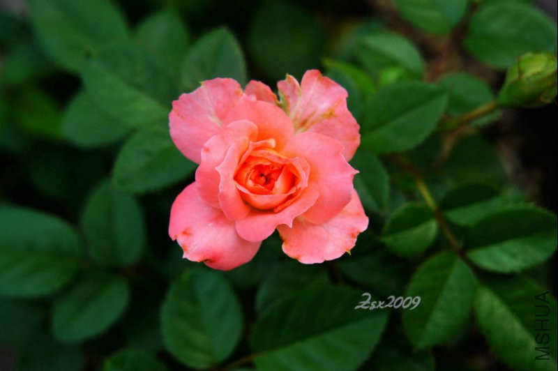 DSC09373.jpg