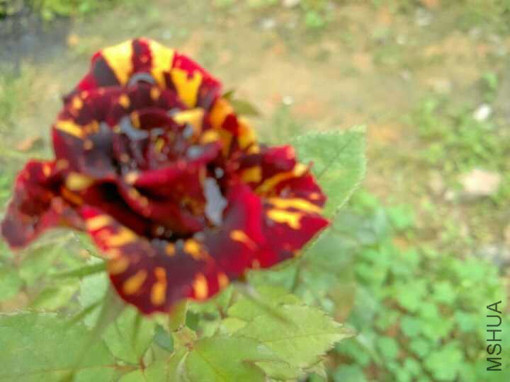 ������Ļ�ɫ���أ����Ҷ�䡣�����ڿɴ�10���졣