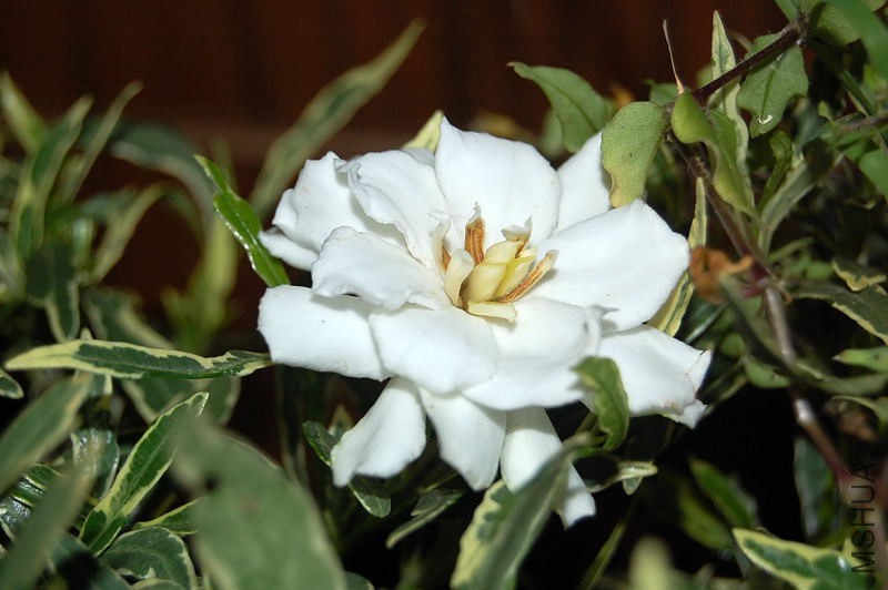 DSC_51890005.JPG