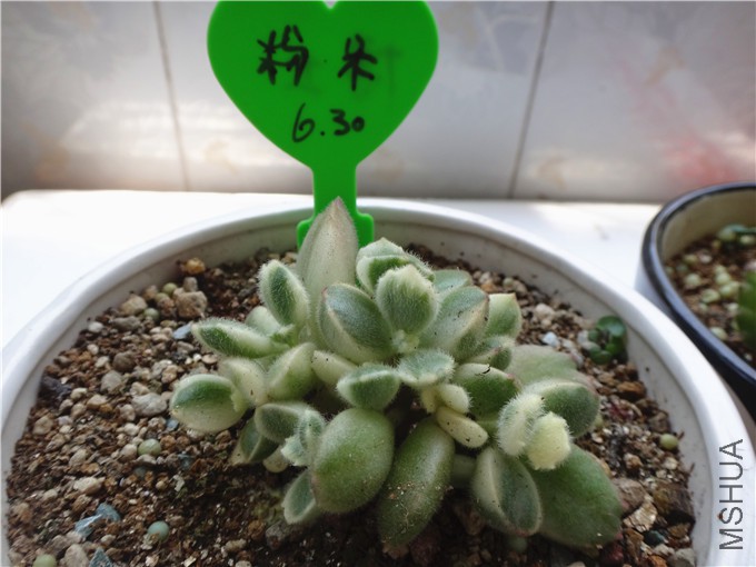 DSC01430_����.jpg