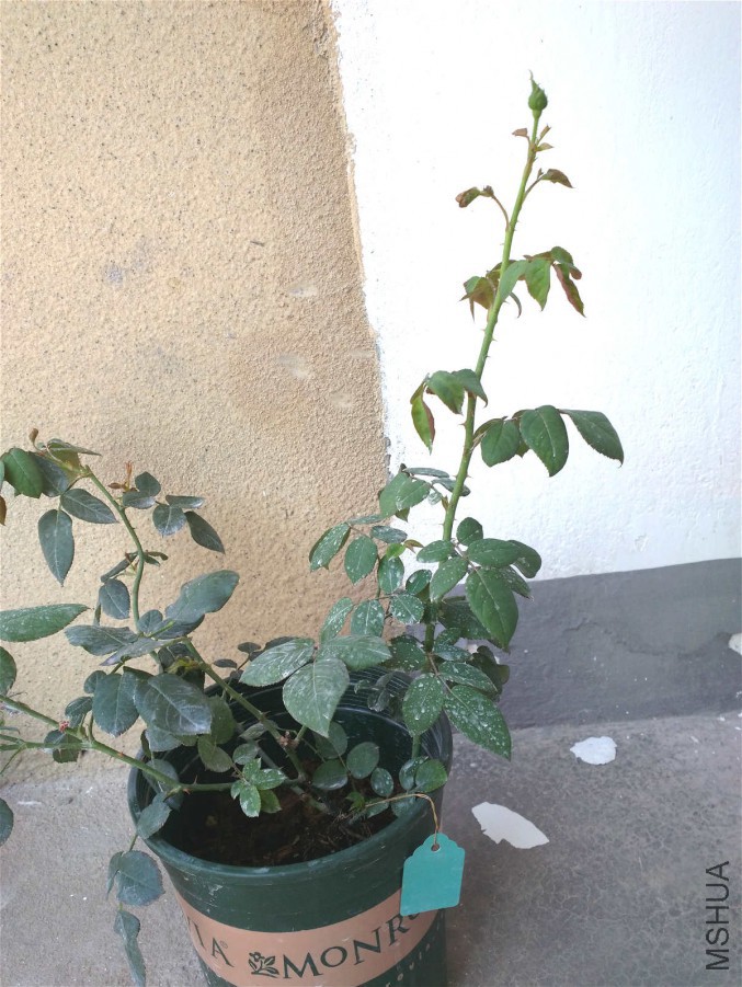 ��ݮ���ʱ�.jpg