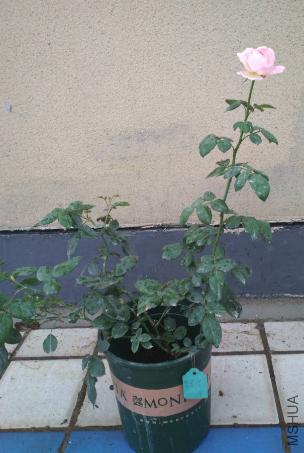 ��ݮ���ʱ���ѿ����.jpg