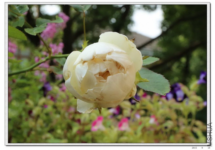 2015091807.jpg