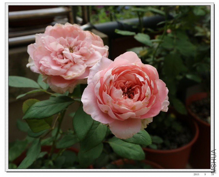 2015091801.jpg