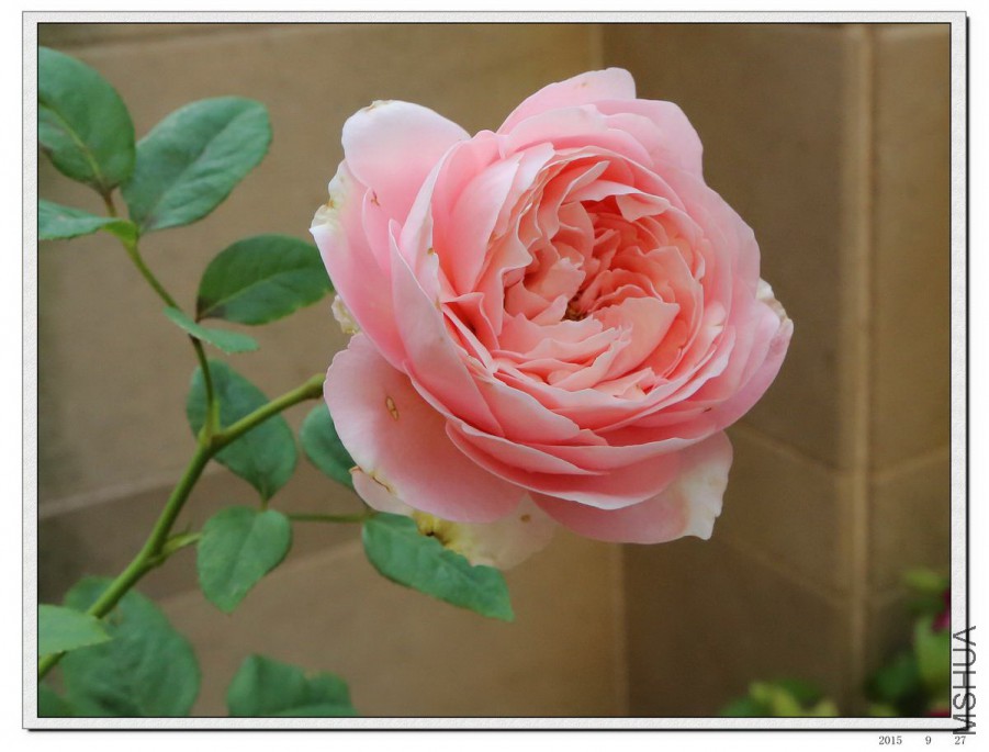 2015092705.jpg