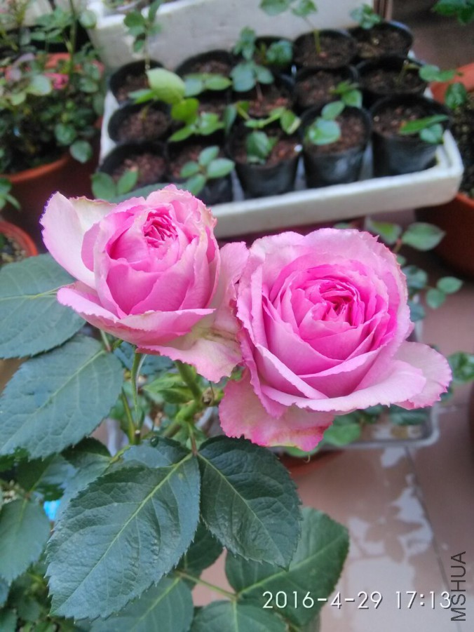 ޹�²���˿.jpg