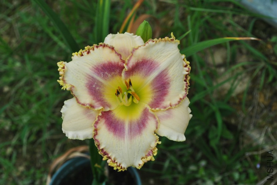 F1��1072������˿ (2).jpg