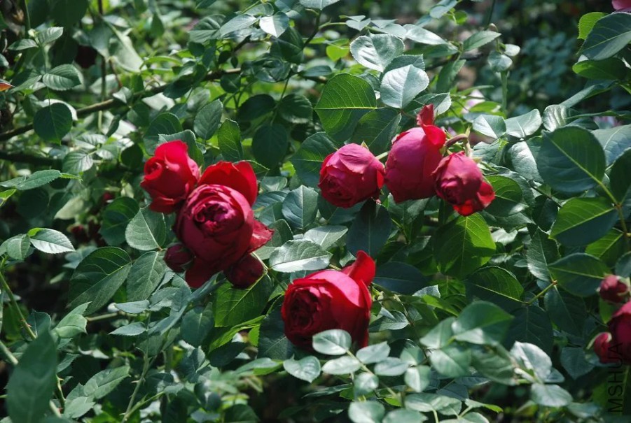 psb (2).jpg